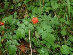 Rubus pungens
