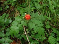 Rubus pungens