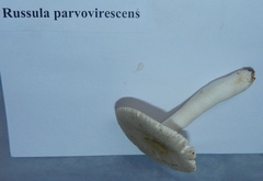 Russula parvovirescens