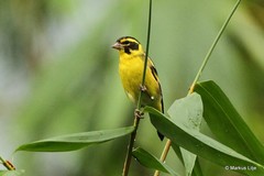 Chloris spinoides
