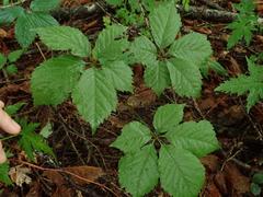Eleutherococcus spinosus japonicus