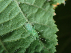 Malacocoris chlorizans