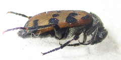 Hycleus transvaalicus