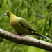 Pin-tailed Green-Pigeon - Photo (c) markus lilje, some rights reserved (CC BY-NC-ND), uploaded by markus lilje