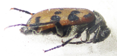 Hycleus transvaalicus