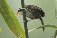 Pomatorhinus schisticeps