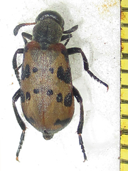 Hycleus transvaalicus
