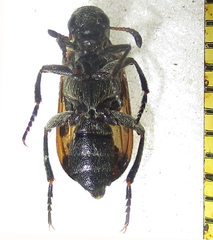 Hycleus transvaalicus