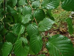 Corylus sieboldiana sieboldiana