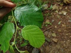Corylus sieboldiana sieboldiana