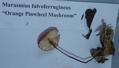 Marasmius fulvoferrugineus