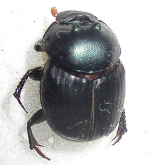 Onthophagus deterrens