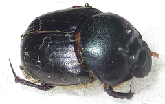 Onthophagus deterrens