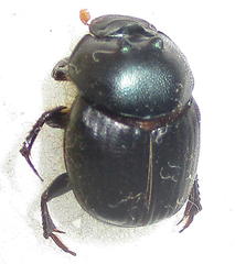 Onthophagus deterrens