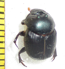 Onthophagus deterrens