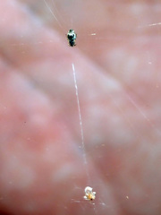 Cyclosa albopunctata