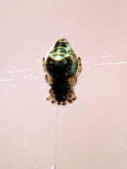Cyclosa albopunctata