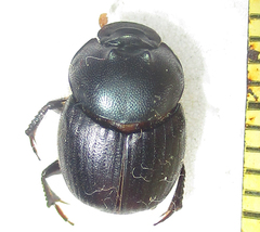Onthophagus deterrens