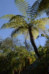 Cyathea bicrenata