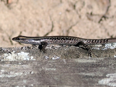 Cryptoblepharus novocaledonicus
