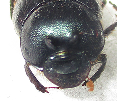 Onthophagus deterrens