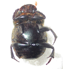 Onthophagus deterrens