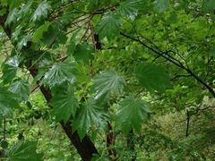 Acer japonicum