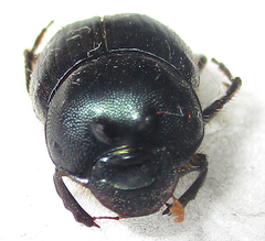 Onthophagus deterrens