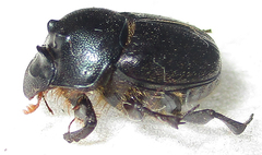 Onthophagus deterrens