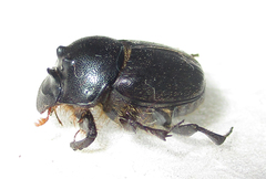 Onthophagus deterrens