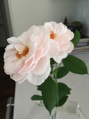 Rosa