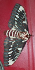 Citheronia splendens