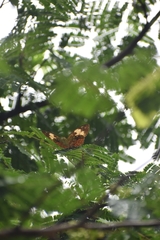 Cupha erymanthis lotis