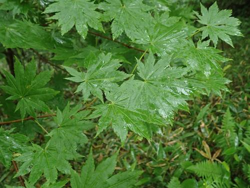 Acer shirasawanum observed 2020-07-04