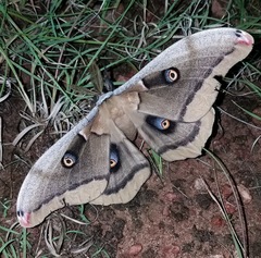 Antheraea oculea