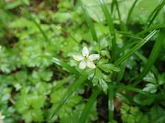 Anemonoides stolonifera