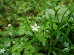 Anemonoides stolonifera