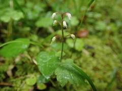 Tiarella polyphylla