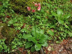Primula japonica