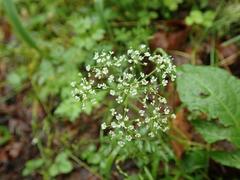 Conioselinum chinense