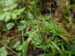 Conioselinum chinense