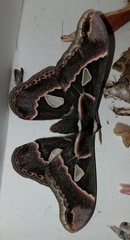 Rothschildia cinctus