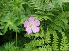 Geranium yesoense nipponicum