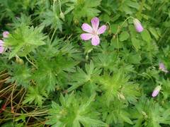 Geranium yesoense nipponicum