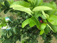 Stenaspis verticalis insignis