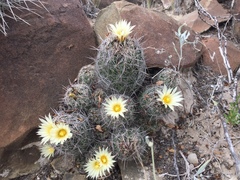 Coryphantha neglecta