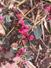 Indigofera monophylla