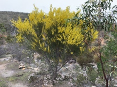 Acacia calamifolia