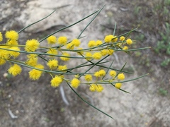 Acacia calamifolia