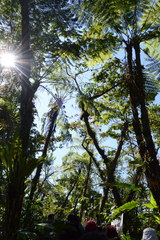 Cyathea bicrenata